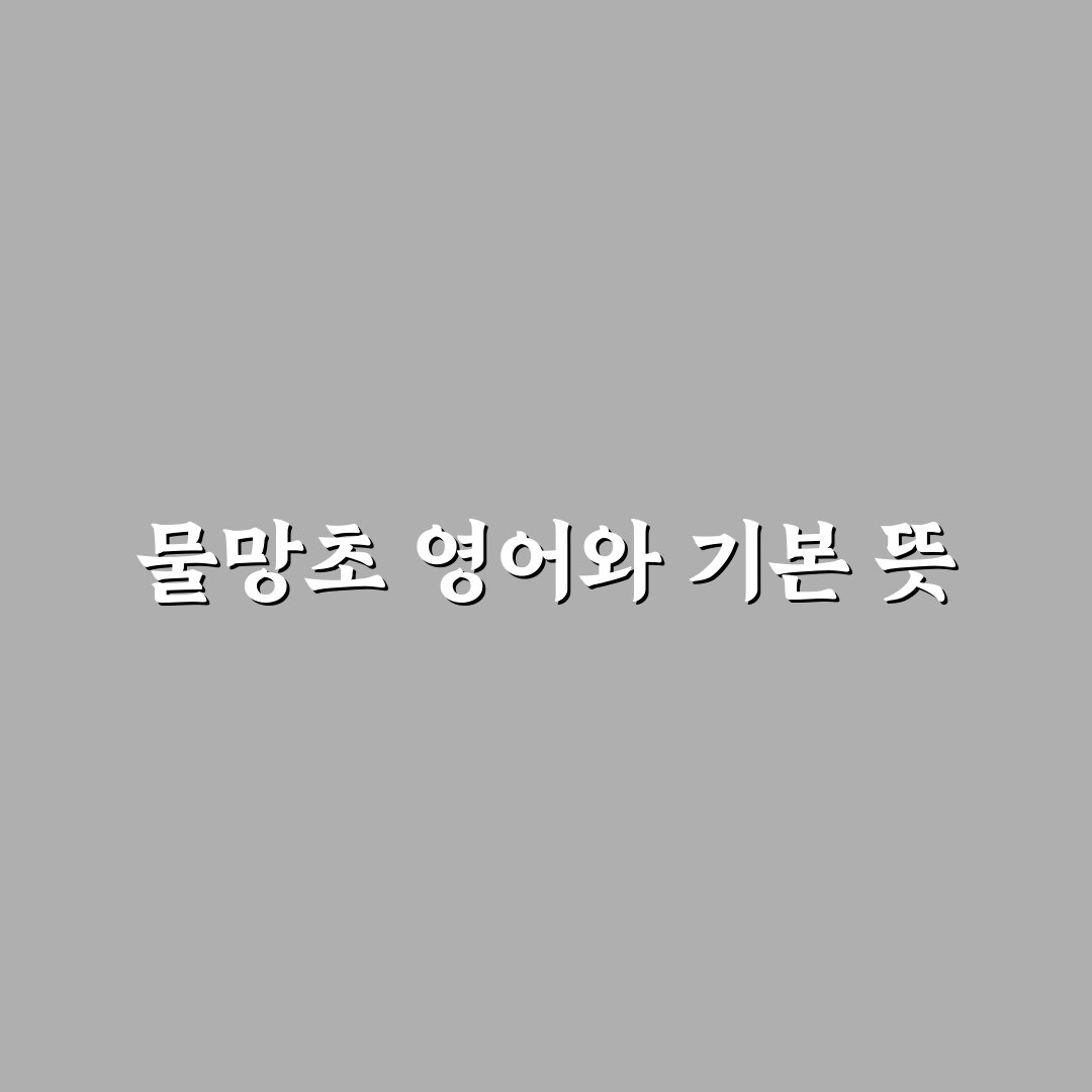 물망초 영어로 쉽게 알려드려요 꿀팁 정리