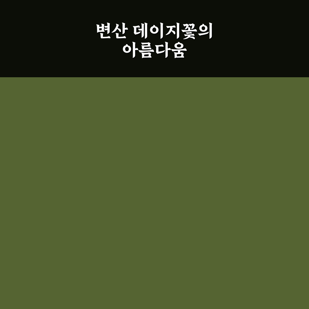 변산 데이지꽃의 매력과 즐기는 방법 알려드려요